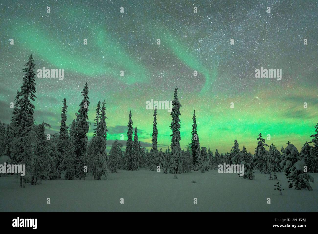 Gefrorene Fichtenbäume mit Schnee unter den Nordlichtern (Aurora Borealis), Kangos, Norrbotten County, Lappland, Schweden, Skandinavien, Europa Stockfoto