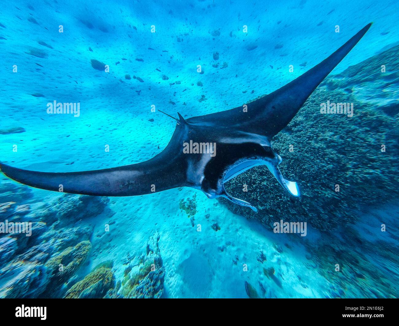 Mantarochen (Mobula), Maupiti, Gesellschaftsinseln, Französisch-Polynesien, Südpazifik, Pazifik Stockfoto