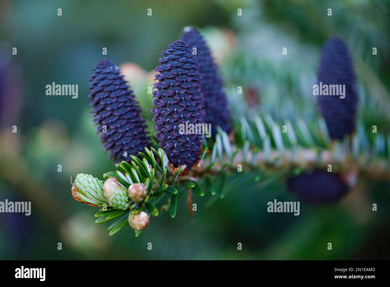 Nadelhnliche bltter -Fotos und -Bildmaterial in hoher Auflsung  Alamy