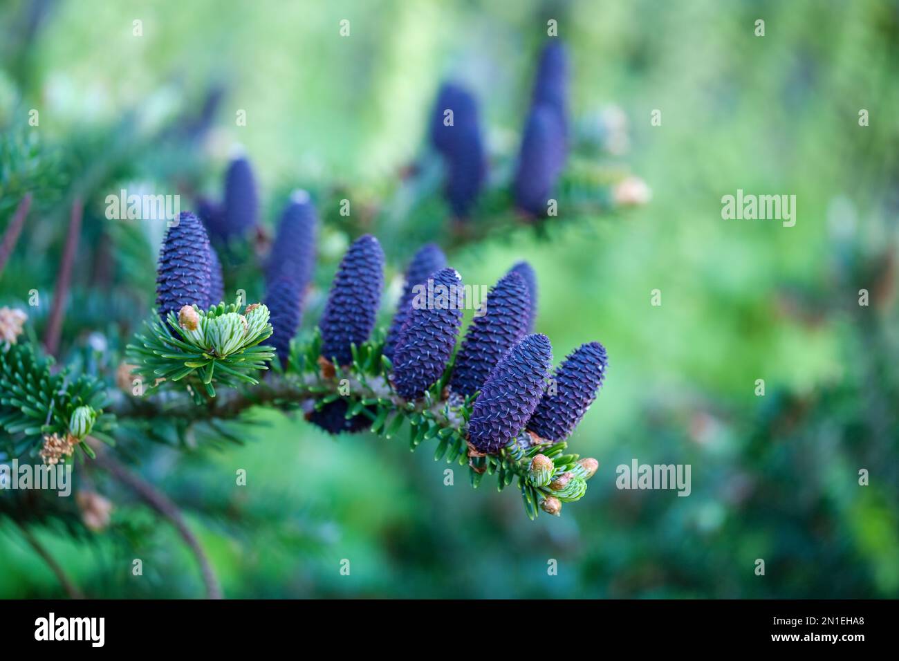 Abies koreana, koreanische Tanne, immergrüner Nadelbaum, dunkelgrüne, nadelförmige Blätter, weiße, blaue oder lila Zapfen Stockfoto