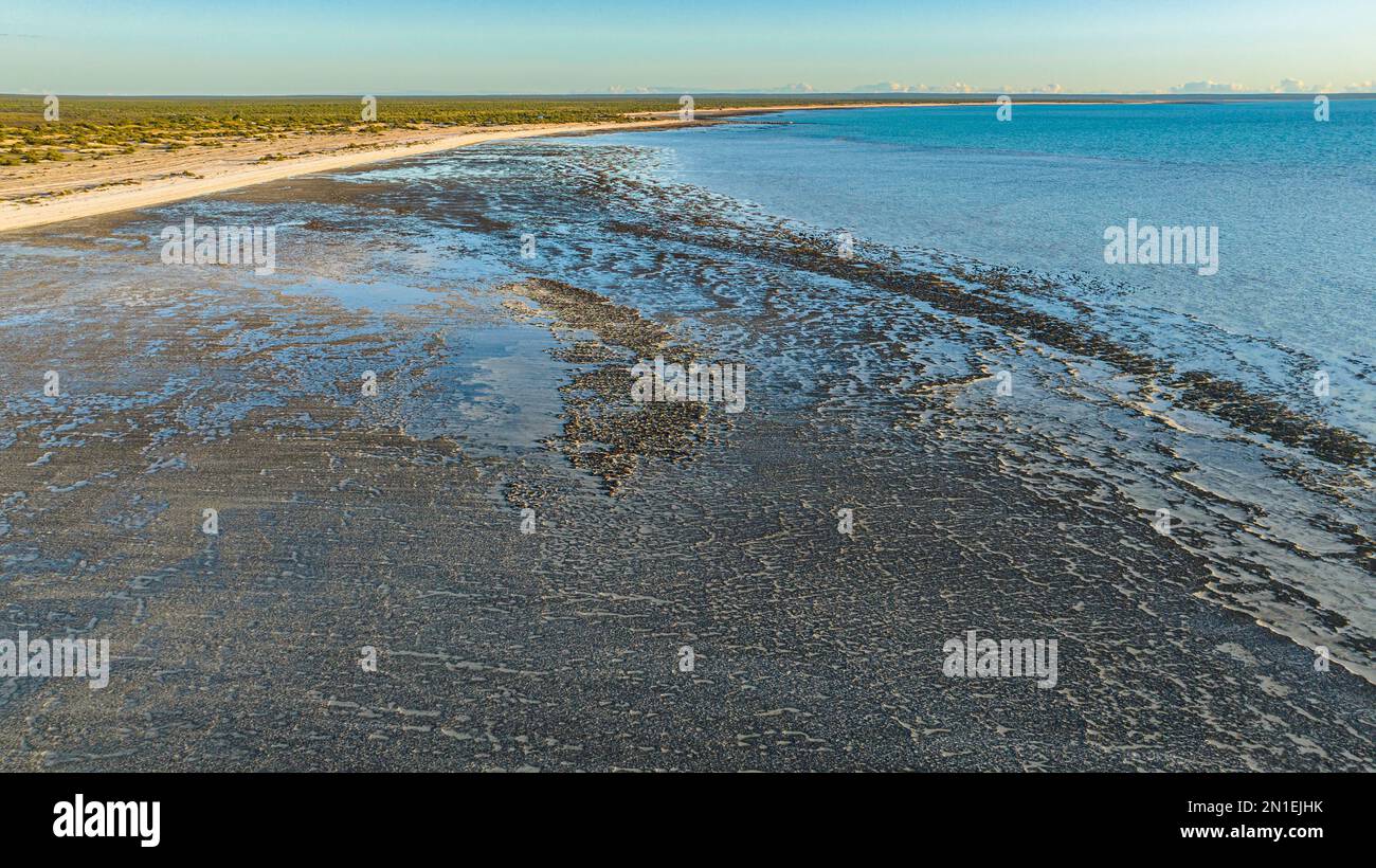 Stromatoliten aus dem Hamelin-Pool, Shark Bay, UNESCO-Weltkulturerbe, Westaustralien, Australien, Pazifik Stockfoto