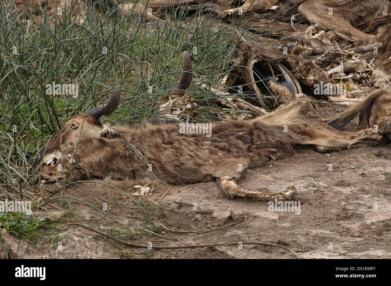 Überreste eines toten Gnus. Stockfoto