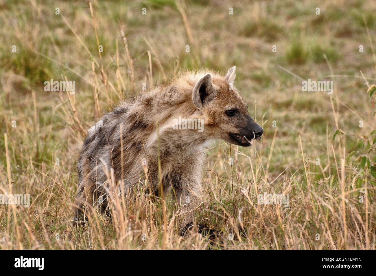 Wilde gefleckte Hyäne auf der masai mara Stockfoto