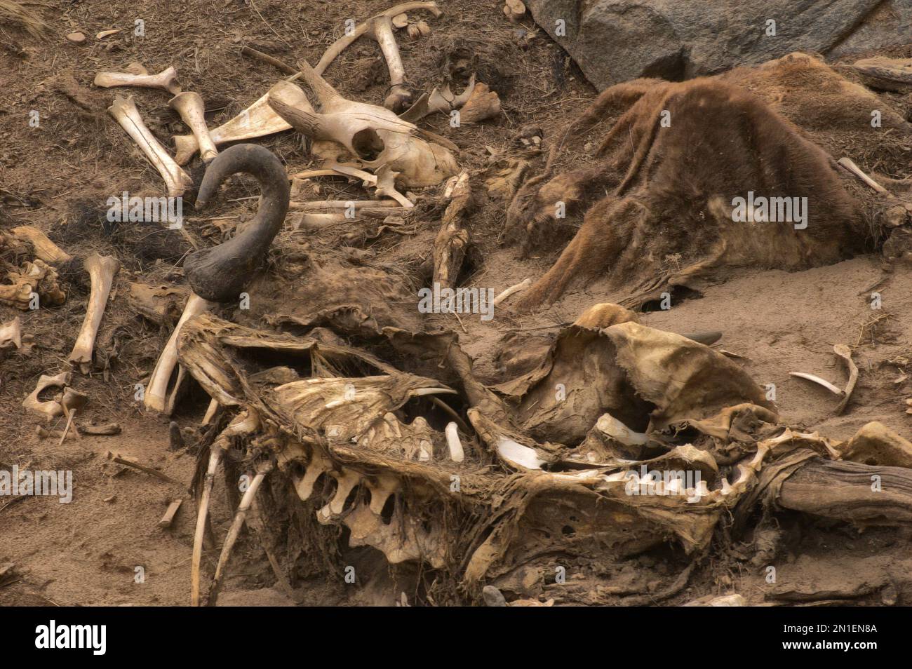 Eine Gruppe toter Gnus Stockfoto