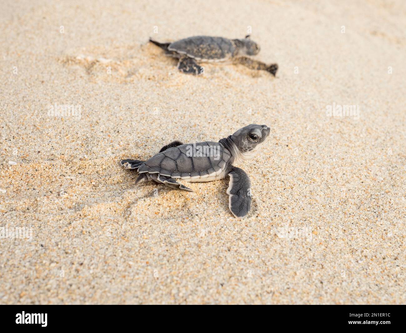 Im Rahmen eines lokalen Rettungsprojekts in Oaxaca, Mexiko, Nordamerika, werden neu geschlüpfte Meeresschildkröten in Playa Bacocho freigelassen Stockfoto