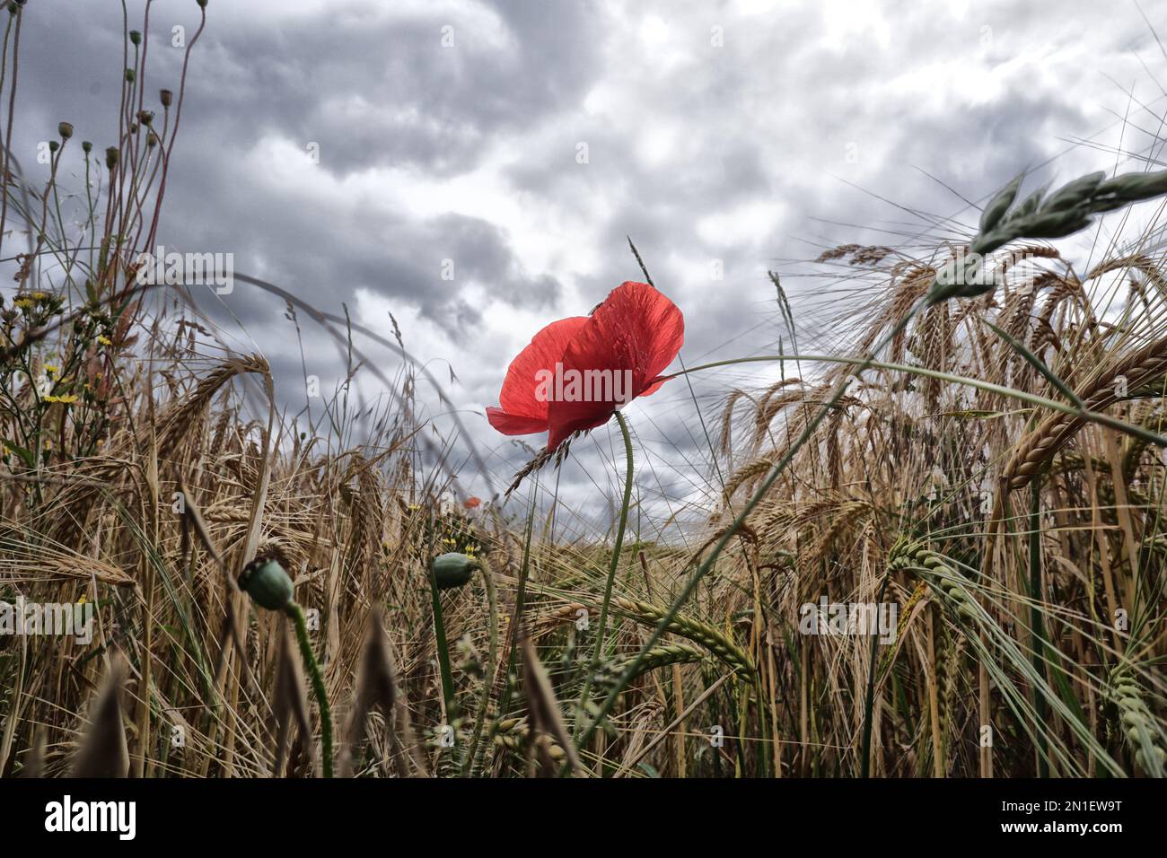 Mohn in Weizenfällchen Stockfoto