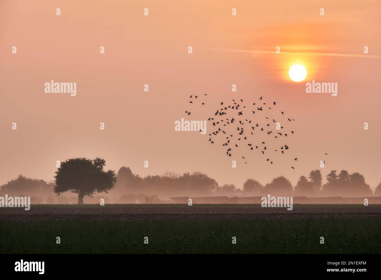 Sonnenaufgang auf dem Land über einem einsamen Baum und einer Vogelschar, die am Himmel fliegen, Italien, Europa Stockfoto