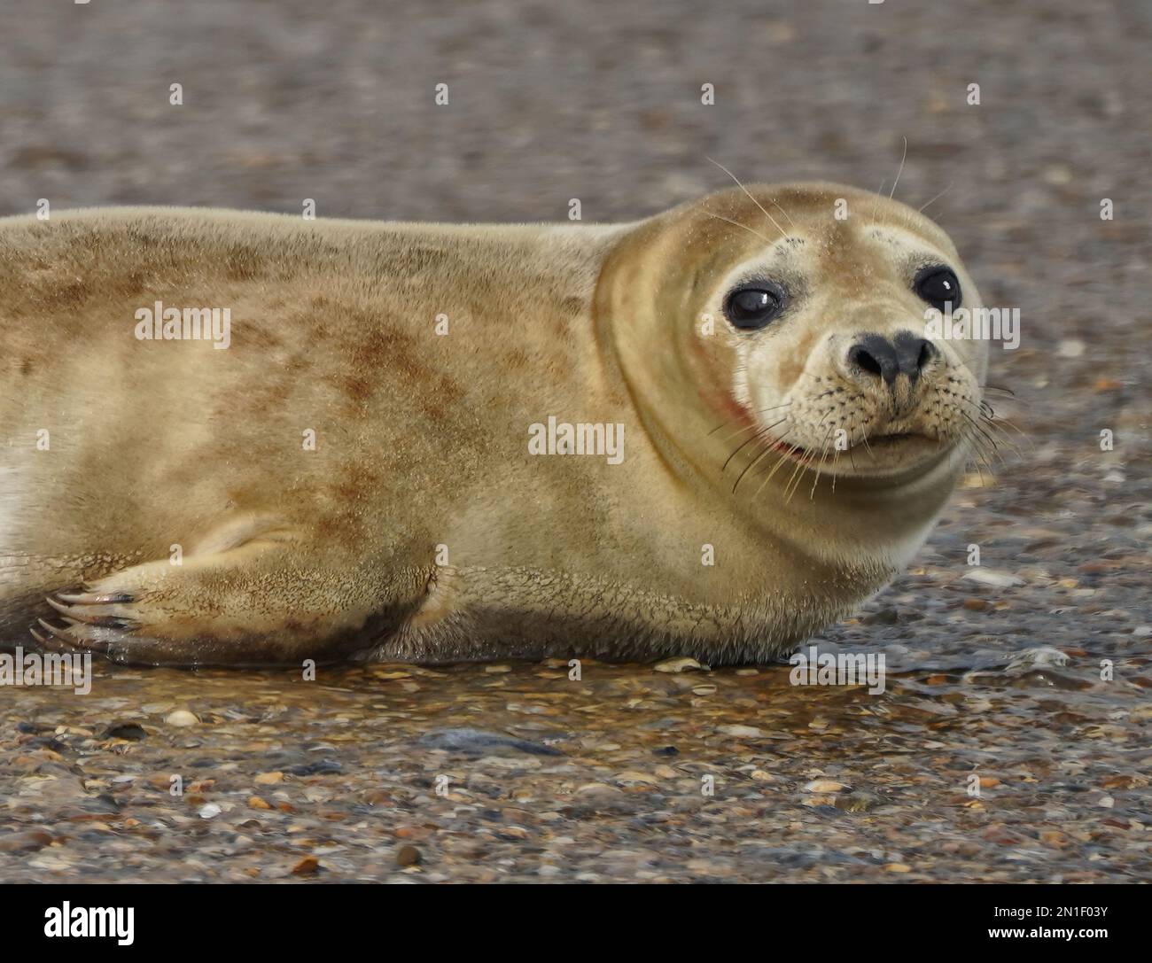 Hafen oder gewöhnliches Siegel Stockfoto