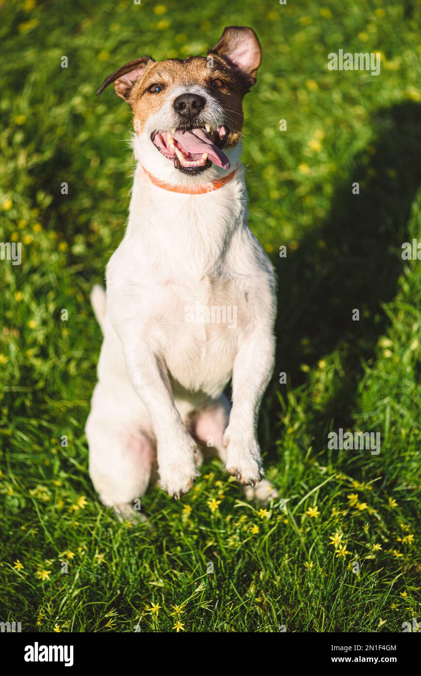 Hund trägt Floh- und Zeckenschutz Hundehalsband sitzt in Murmeltier-Bettelposition Stockfoto