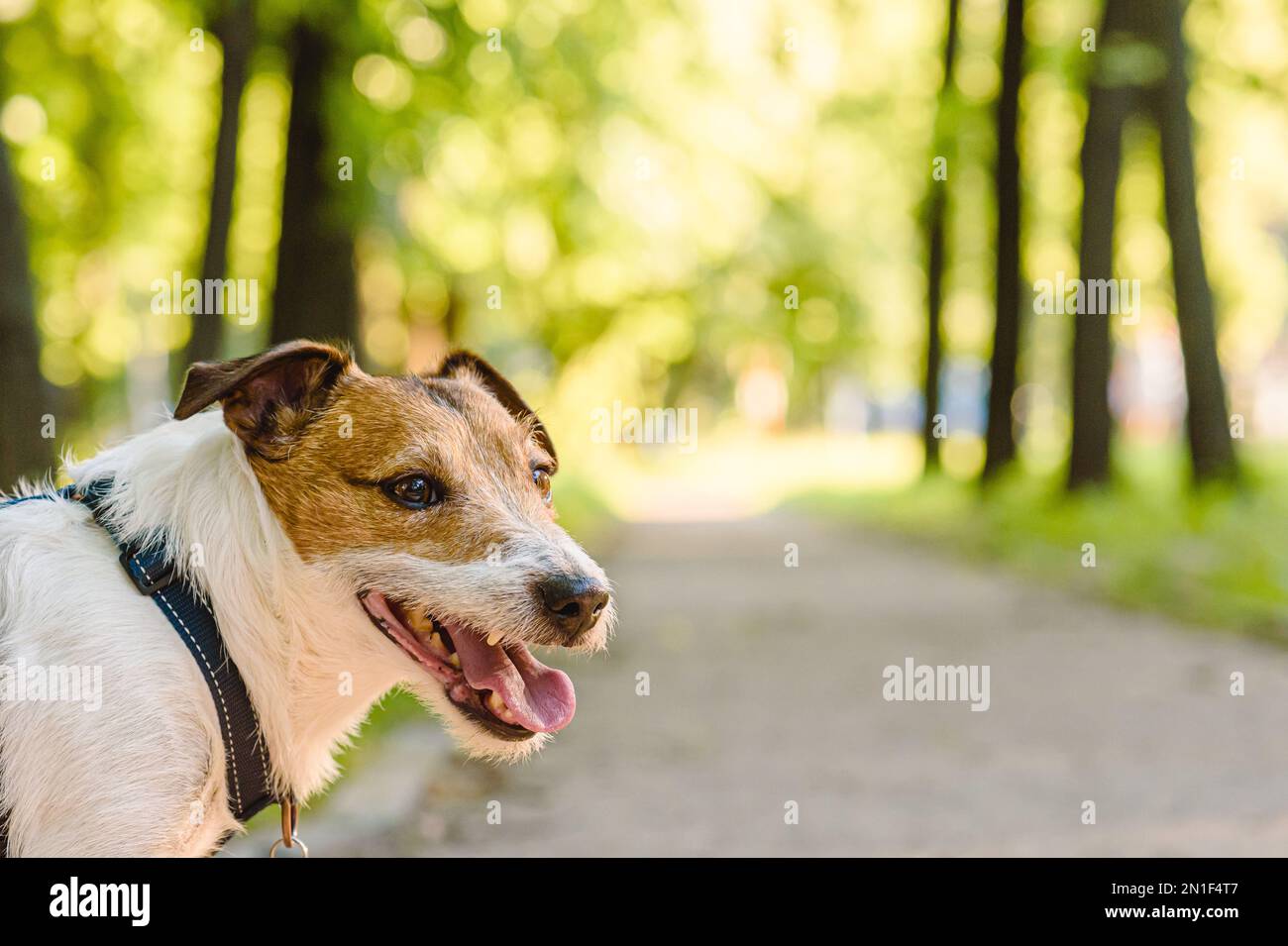 Hello Spring Concept mit Hundegang im Freien im Frühlingspark an warmen sonnigen Tagen. Bereichshintergrund für den Text kopieren. Stockfoto
