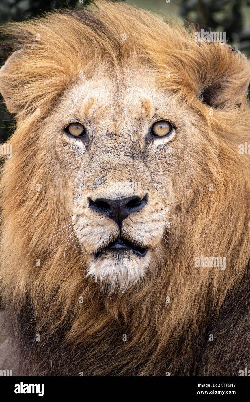 Ein vertikales Porträt eines majestätischen Löwen mit einer braunen Mähne, die in die Kamera schaut Stockfoto