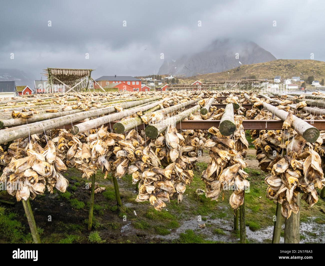 Kabeljau, der auf Regalen getrocknet wird, wird in der Stadt reine, Moskenesoya in den Lofoten-Inseln, Norwegen, Skandinavien und Europa zu Fischbestand Stockfoto