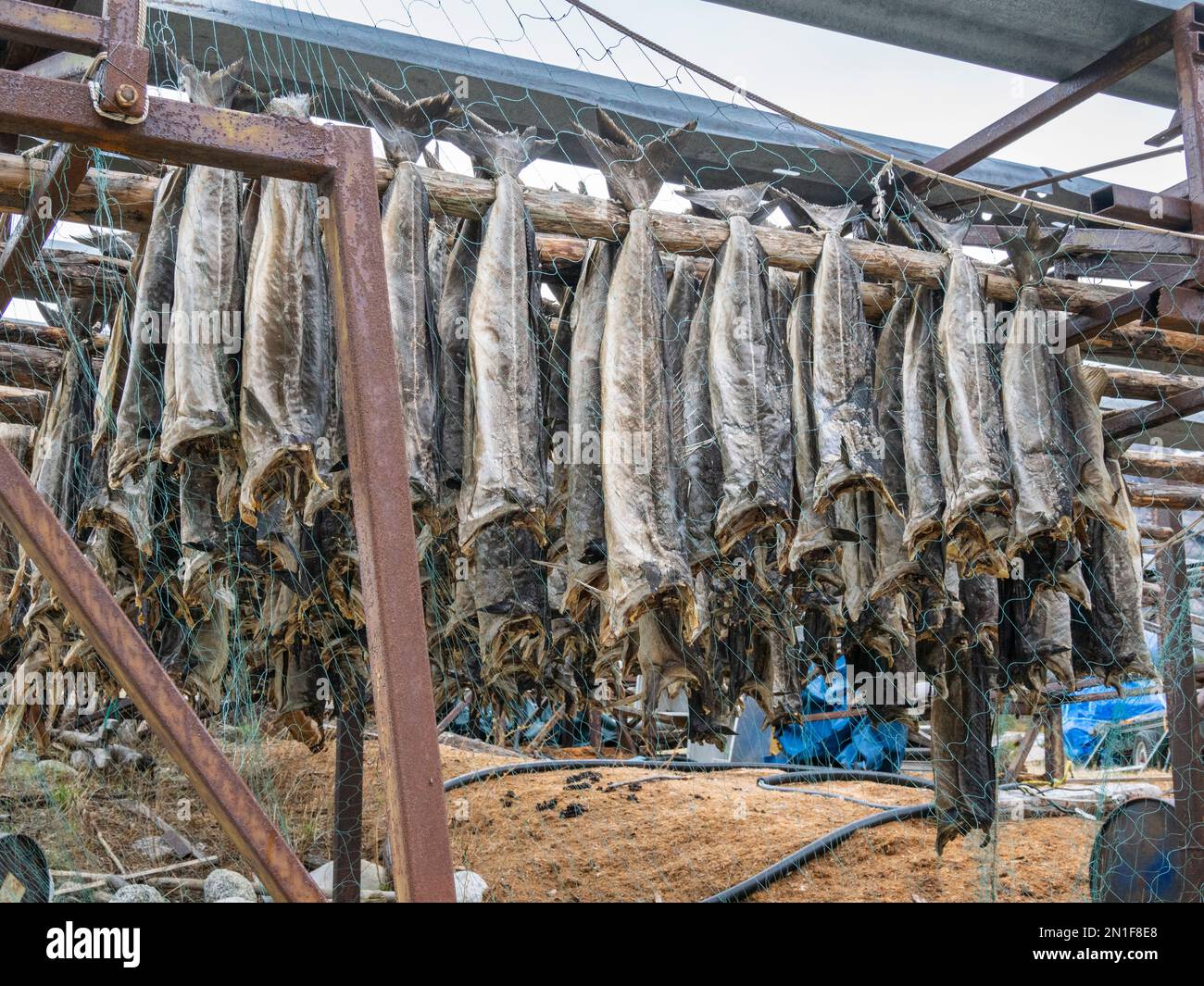 Fischregale, Musken (Masske), ein Dorf der Sami in der Nähe von Hellemobotn, dem engsten Punkt Norwegens, Nordlands, Norwegens, Skandinaviens und Europas Stockfoto