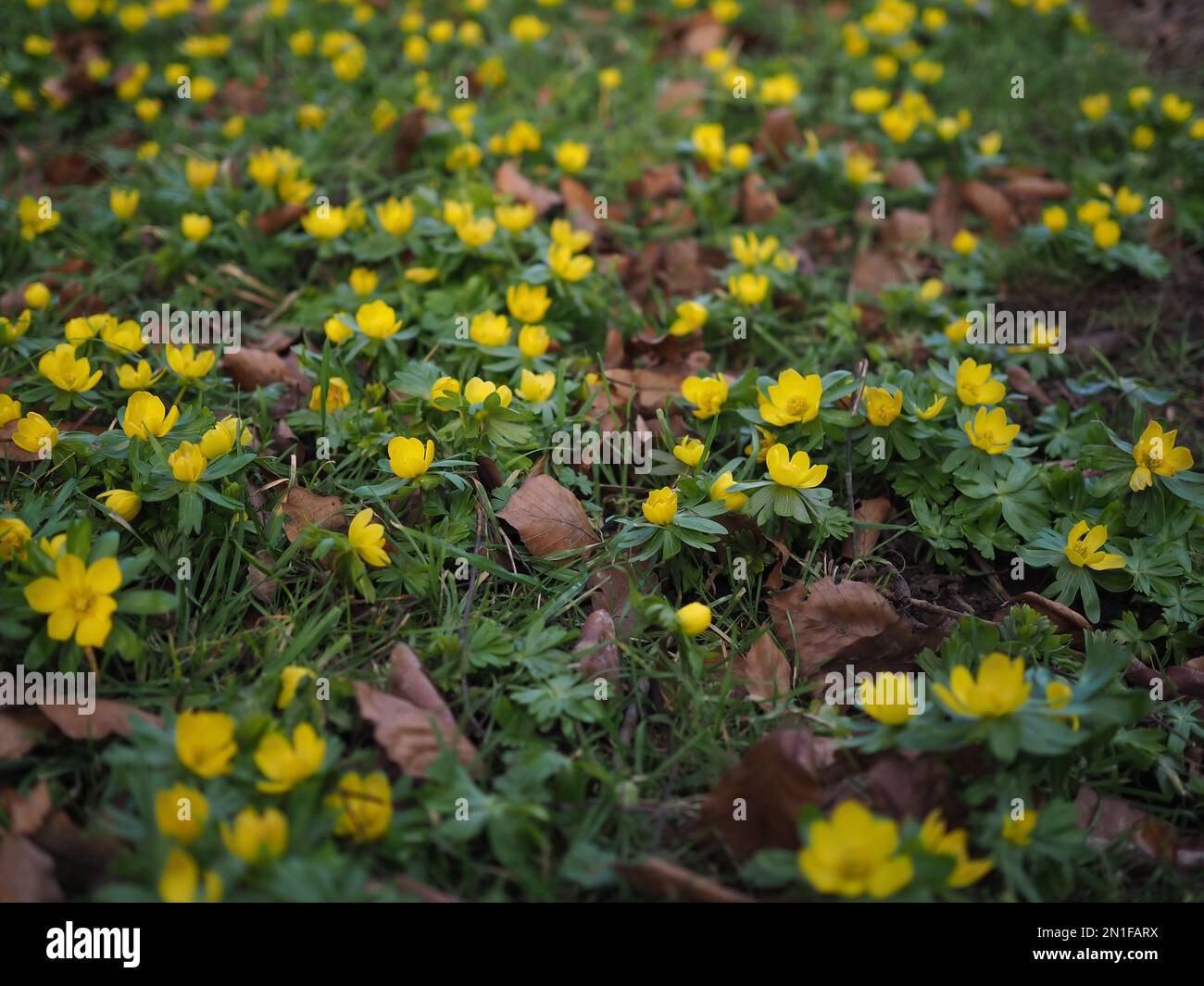 Teppich aus gelben Winterapfelblüten (Eranthis hyemalis) in der Wintersonne am späten Nachmittag Stockfoto