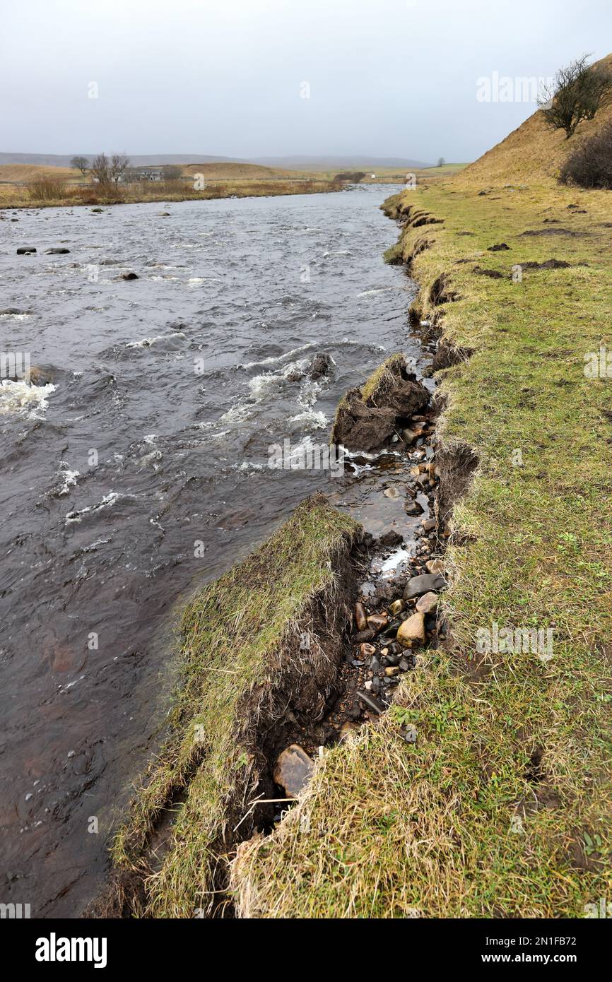 Erosion des Flussufers am Zusammenfluss von River Tees und Harwood Beck durch Überschwemmungen nach heftigen Regenfällen, North Pennines, County Durham, Großbritannien Stockfoto