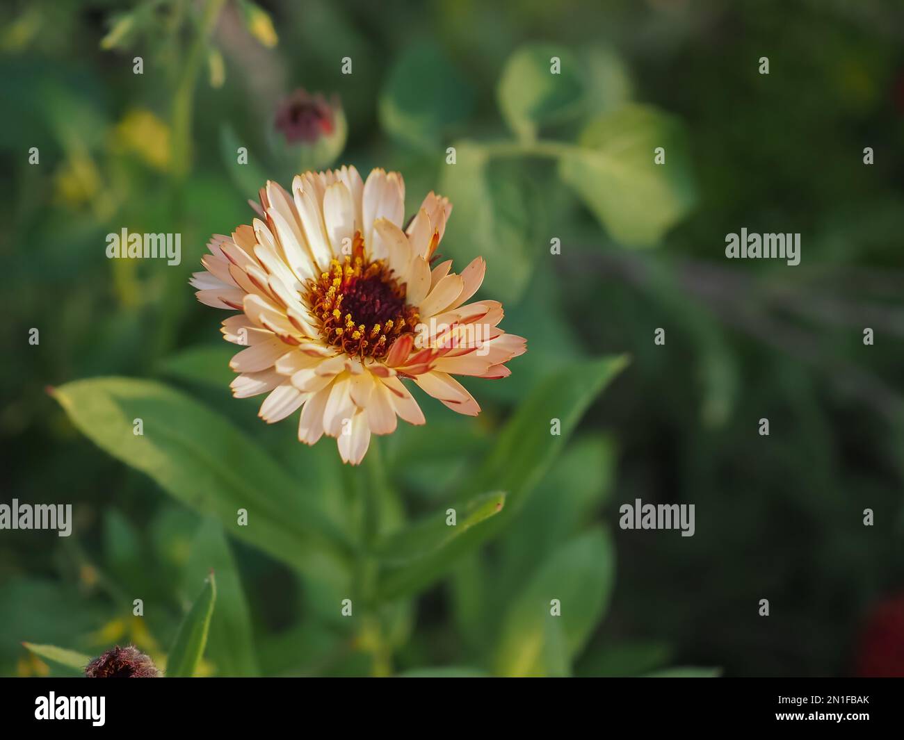 Calendula officinalis „Sunset Buff“ (englische, gebräuchliche oder Marigold-Töpfe) blühen im Sommer in einem Mähgarten in Großbritannien mit Platz zum Kopieren Stockfoto