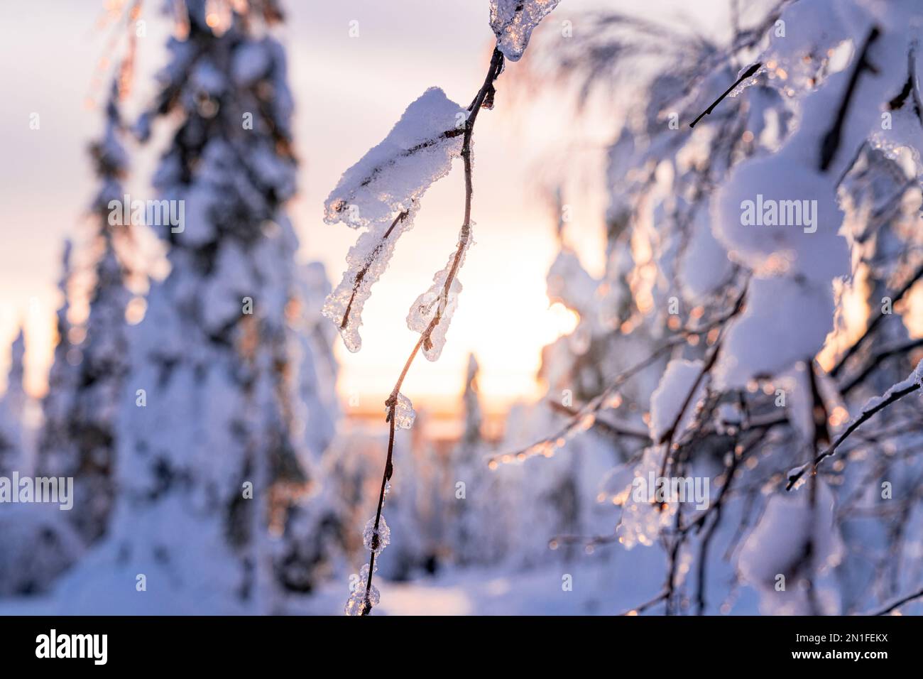 Nahaufnahme von Baumzweigen, die bei Sonnenaufgang mit Schnee bedeckt waren, Lappland, Finnland, Europa Stockfoto