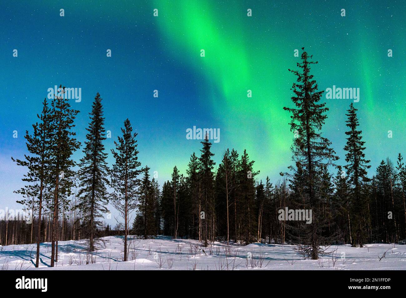 Verschneiter Wald unter dem malerischen Himmel mit Aurora Borealis (Nordlichter) in der kalten Winternacht, Levi, Kittila, Lappland, Finnland, Europa Stockfoto