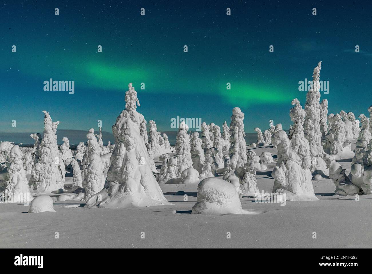 Gefrorene Bäume des arktischen Waldes, beleuchtet durch das grüne Licht der Aurora borealis (Nordlichter), Riisitunturi Nationalpark, Posio, Lappland, Finnland Stockfoto