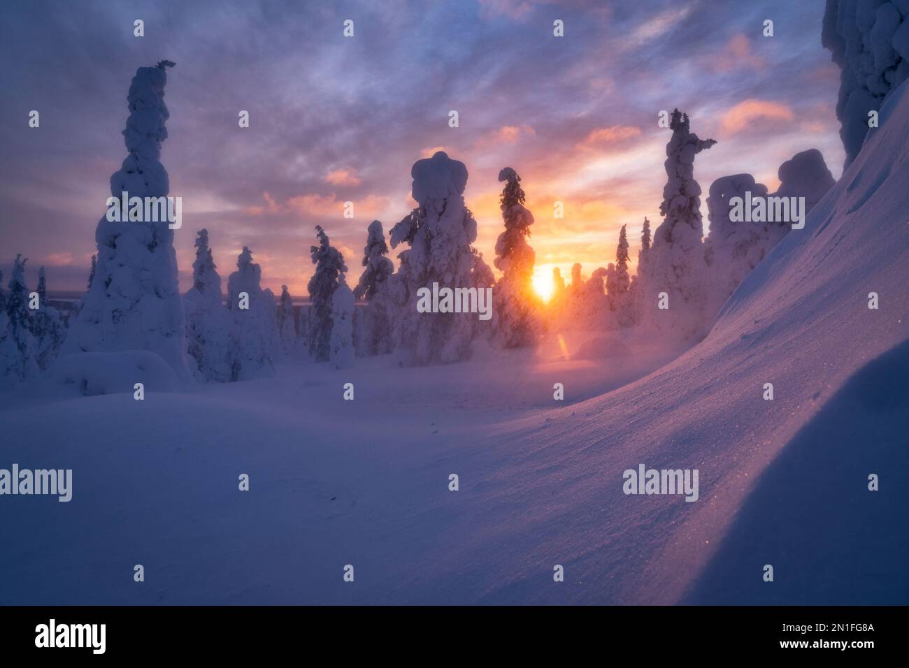 Himmel bei Sonnenuntergang über gefrorenen Fichtenbäumen bedeckt mit Schnee, Riisitunturi-Nationalpark, Posio, Lappland, Finnland, Europa Stockfoto