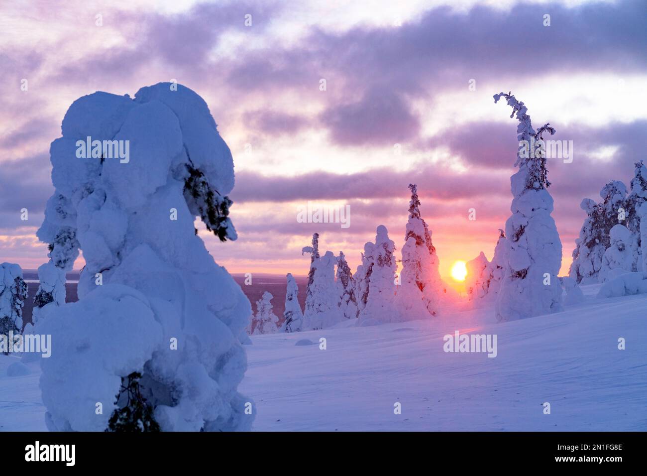 Dramatischer Himmel mit Wolken bei Sonnenuntergang über gefrorenen Fichtenbäumen bedeckt mit Schnee, Riisitunturi Nationalpark, Posio, Lappland, Finnland, Europa Stockfoto