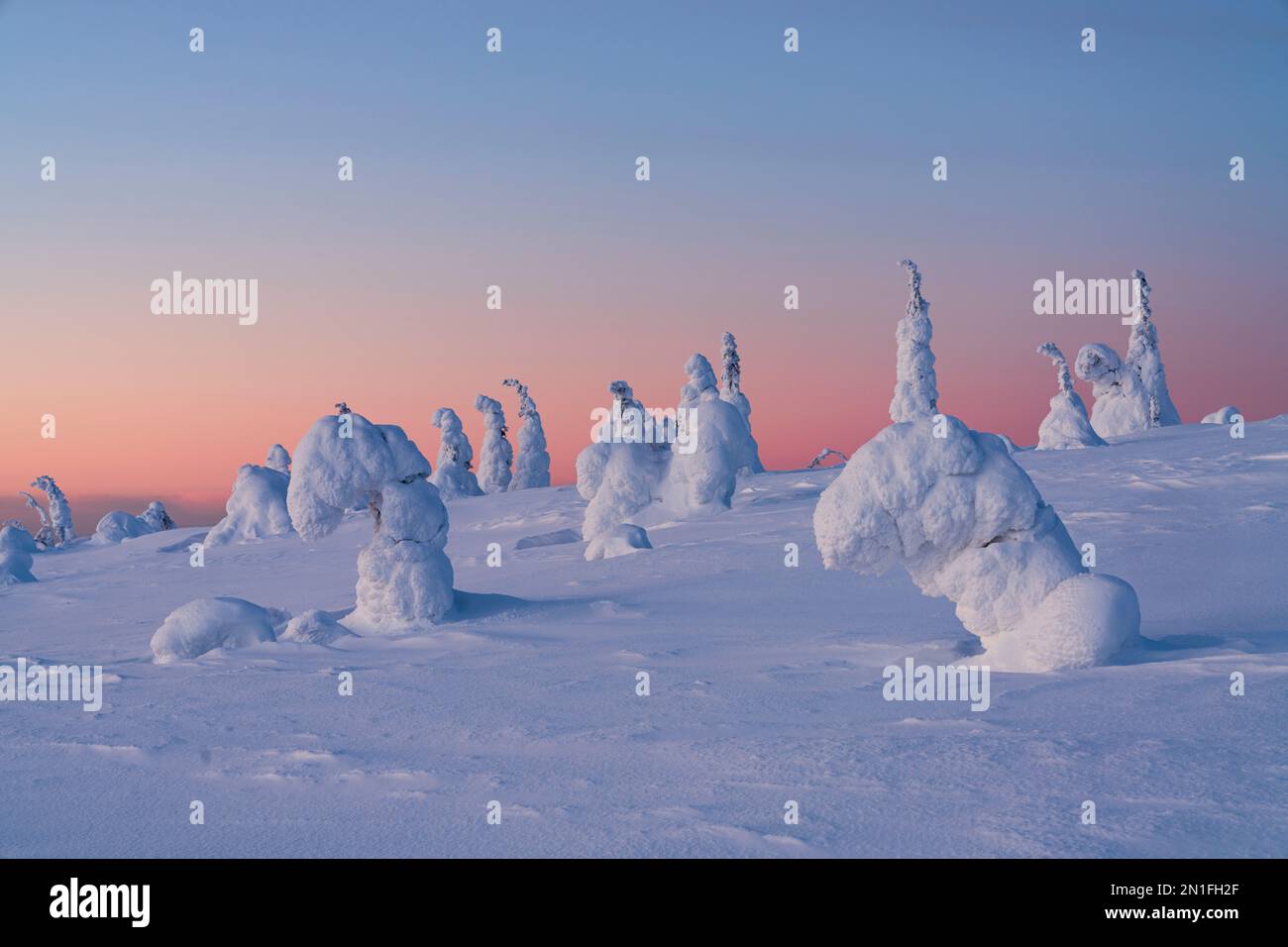 Rosafarbener Sonnenuntergang über Eisskulpturen in der Winterlandschaft von finnischem Lappland, Riisitunturi-Nationalpark, Posio, Lappland, Finnland, Europa Stockfoto