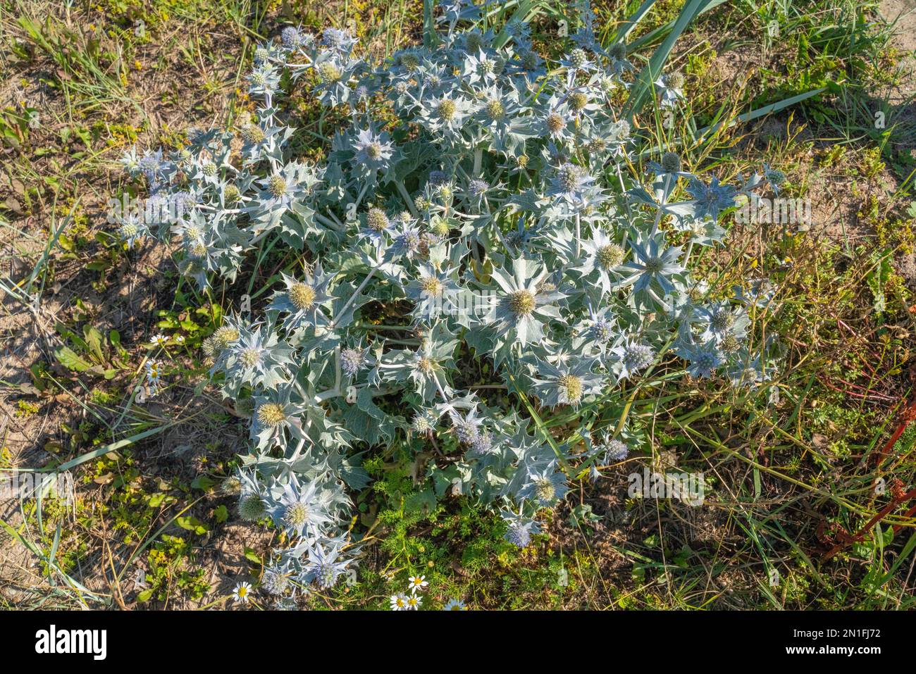 Eryngium maritimum (Sea Holly) blüht am Strand Stockfoto