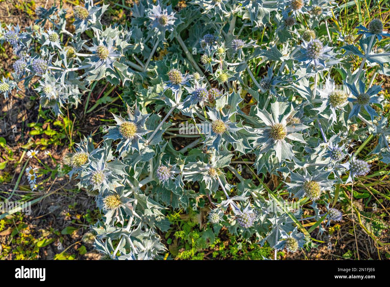 Eryngium maritimum (Sea Holly) blüht am Strand Stockfoto