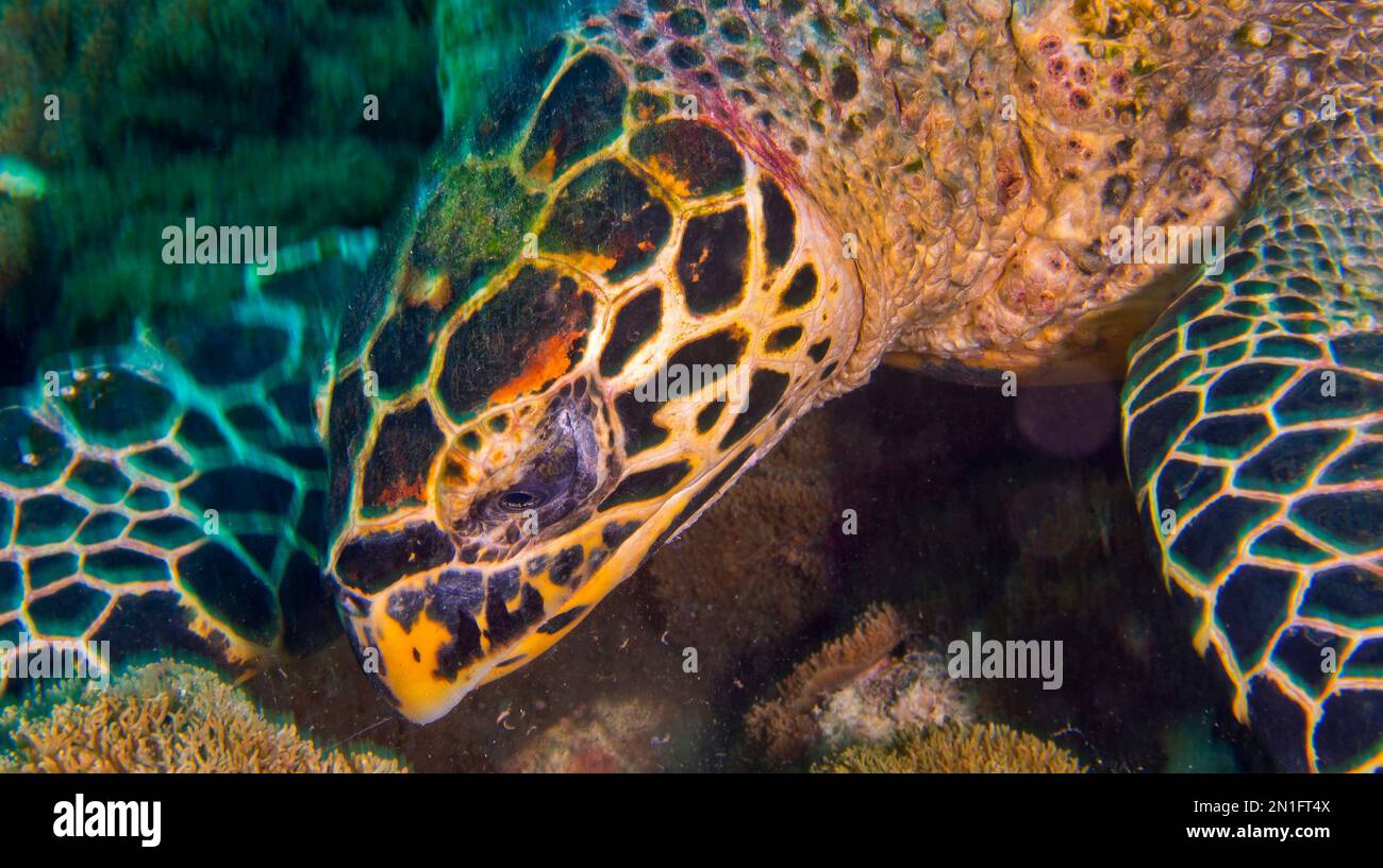Hawksbill Sea Turtle Eretmochelys Imbricata Coral Reef North Ari hawksbill-sea-turtle-eretmochelys-imbricata-coral-reef-north-ari
