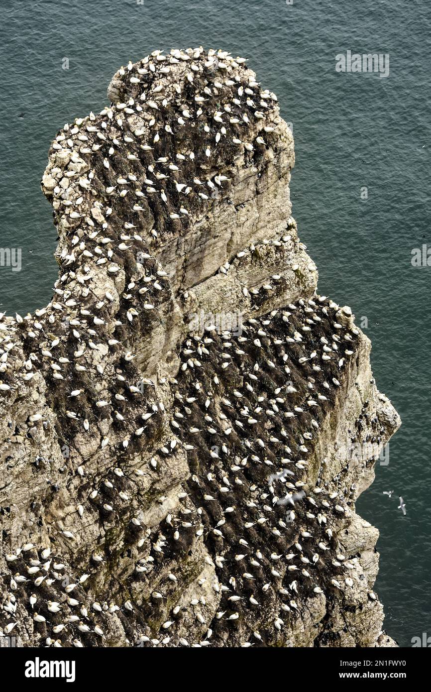 Gannets on the Chalk Cliffs, Bempton Cliffs RSPB Nature Reserve, Bridlington, Yorkshire, England, Vereinigtes Königreich, Europa Stockfoto