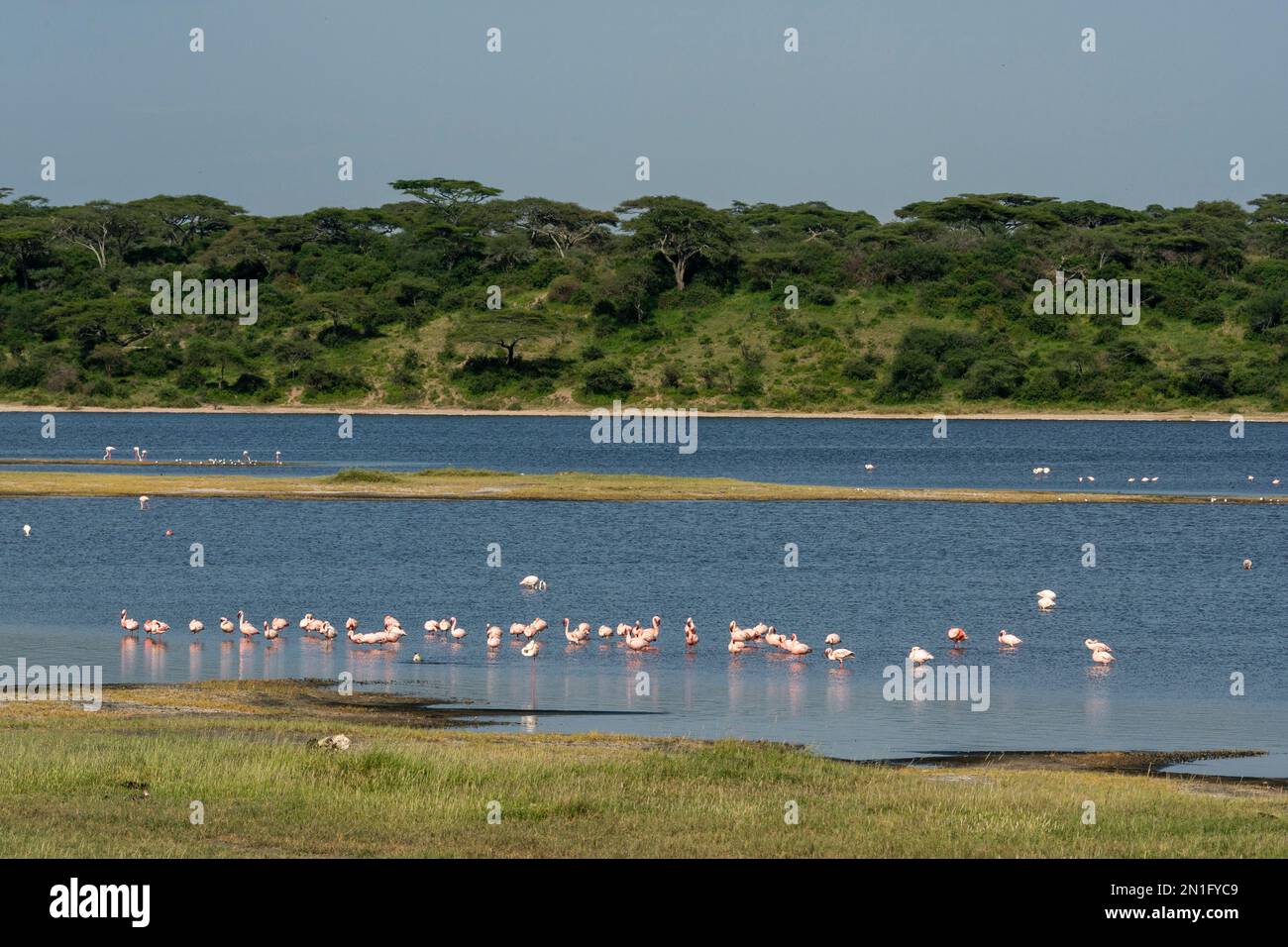 Fütterung von Flamingos (Phoenicopterus roseus) am Ndutu-See, Ndutu-Schutzgebiet, Serengeti, Tansania, Ostafrika, Afrika Stockfoto