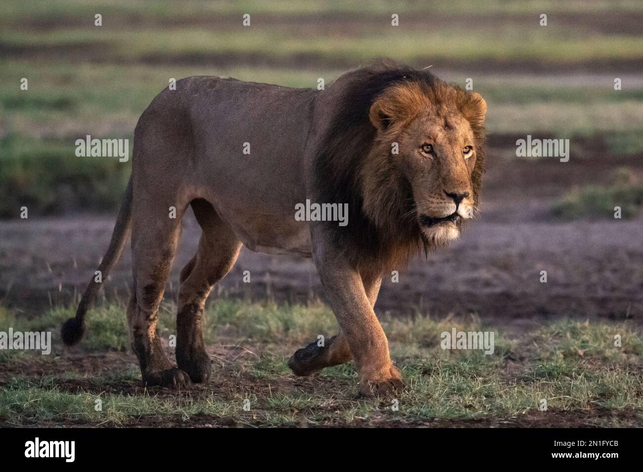 Lion (Panthera leo), Ndutu Conservation Area, Serengeti, Tansania, Ostafrika, Afrika Stockfoto