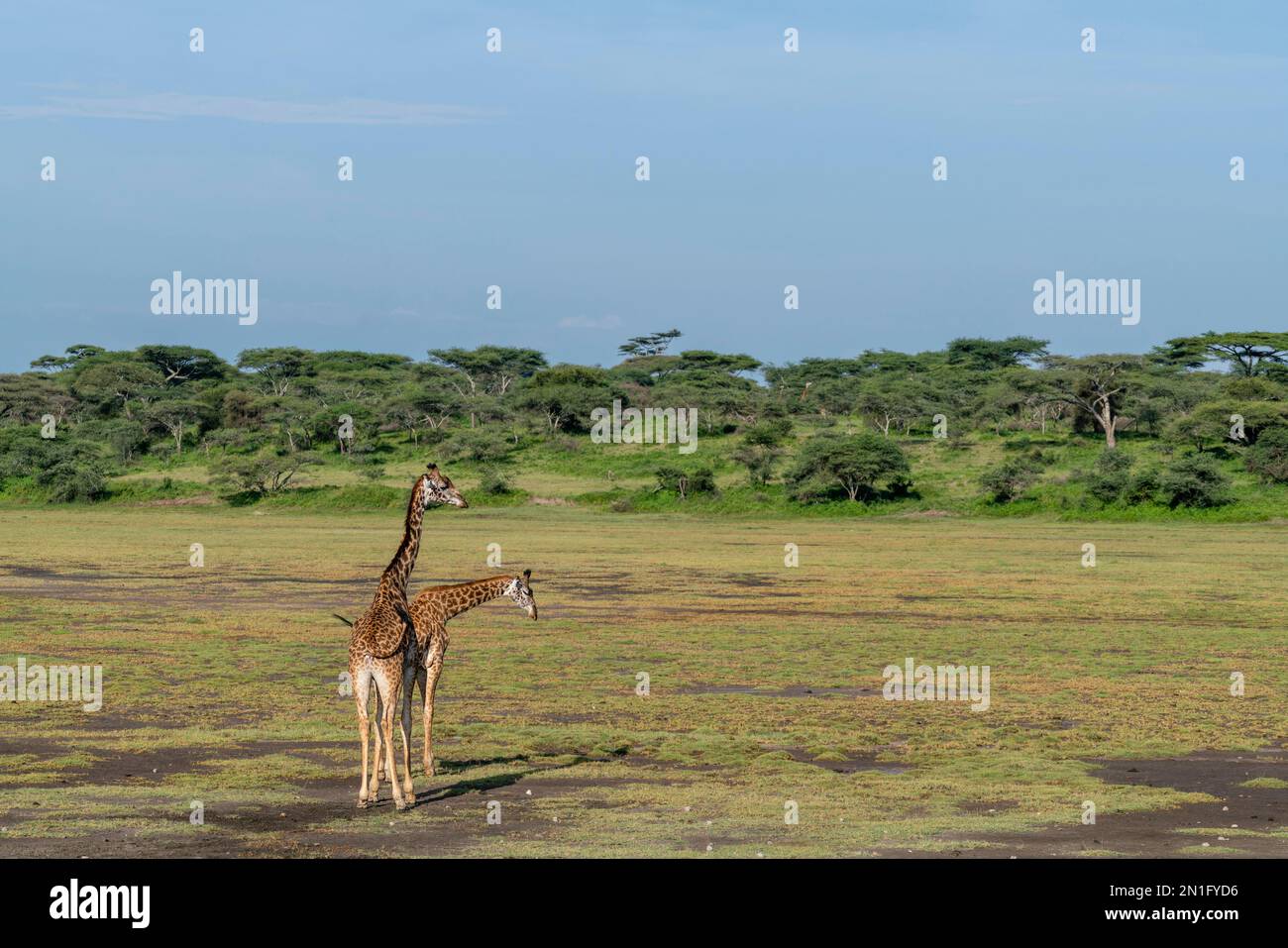 Zwei Masai-Giraffen (Giraffa camelopardalis tippelskirchi), Ndutu Conservation Area, Serengeti, Tansania, Ostafrika, Afrika Stockfoto