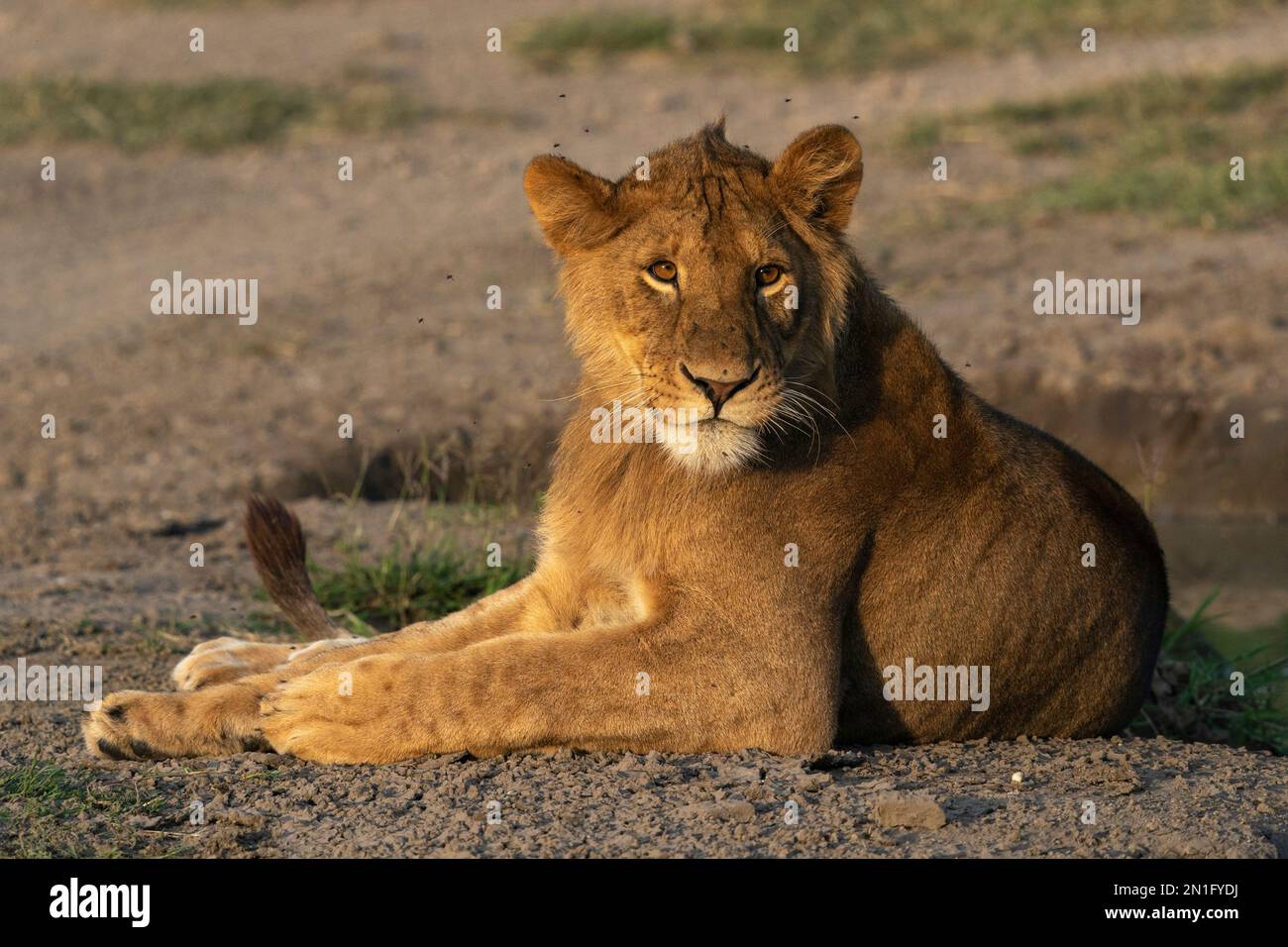 Lion (Panthera leo), Ndutu Conservation Area, Serengeti, Tansania, Ostafrika, Afrika Stockfoto