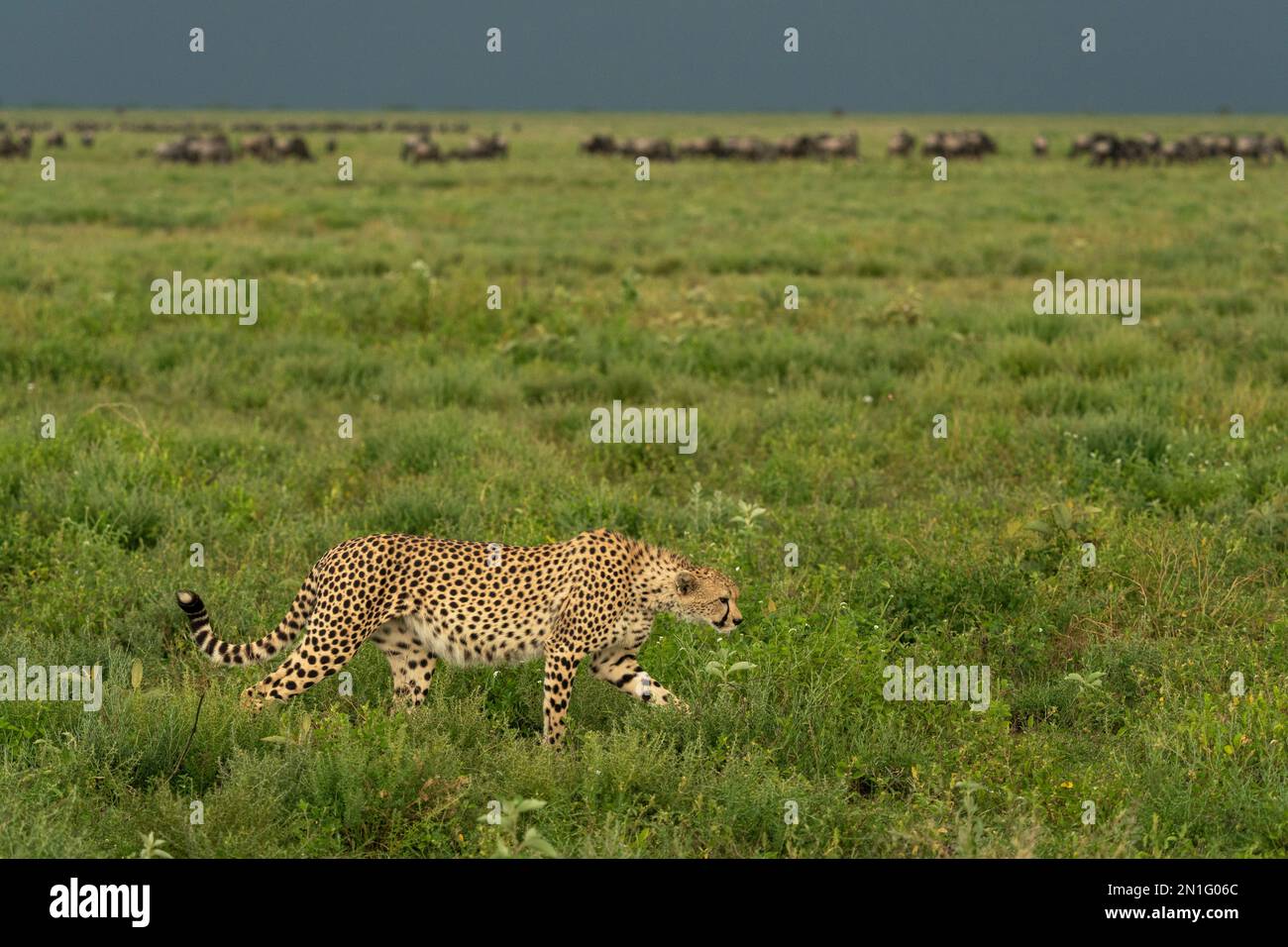 Gepard (Acinonyx jubatus) Walking, Ndutu Conservation Area, Serengeti, Tansania, Ostafrika, Afrika Stockfoto