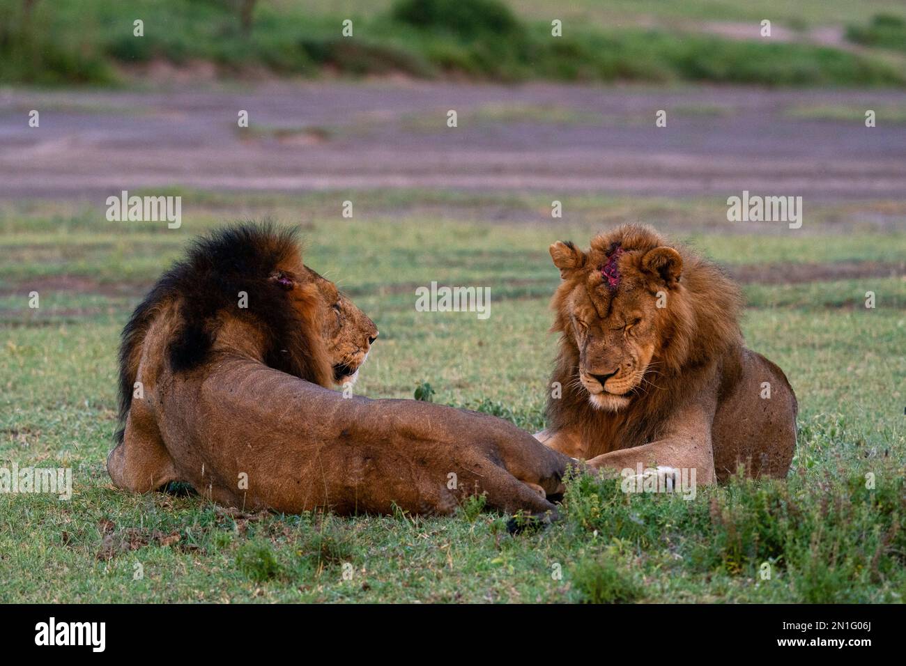 Zwei Erwachsene Löwen (Panthera leo), einer an der Front nach einem territorialen Kampf verwundet, Serengeti, Tansania, Ostafrika, Afrika Stockfoto