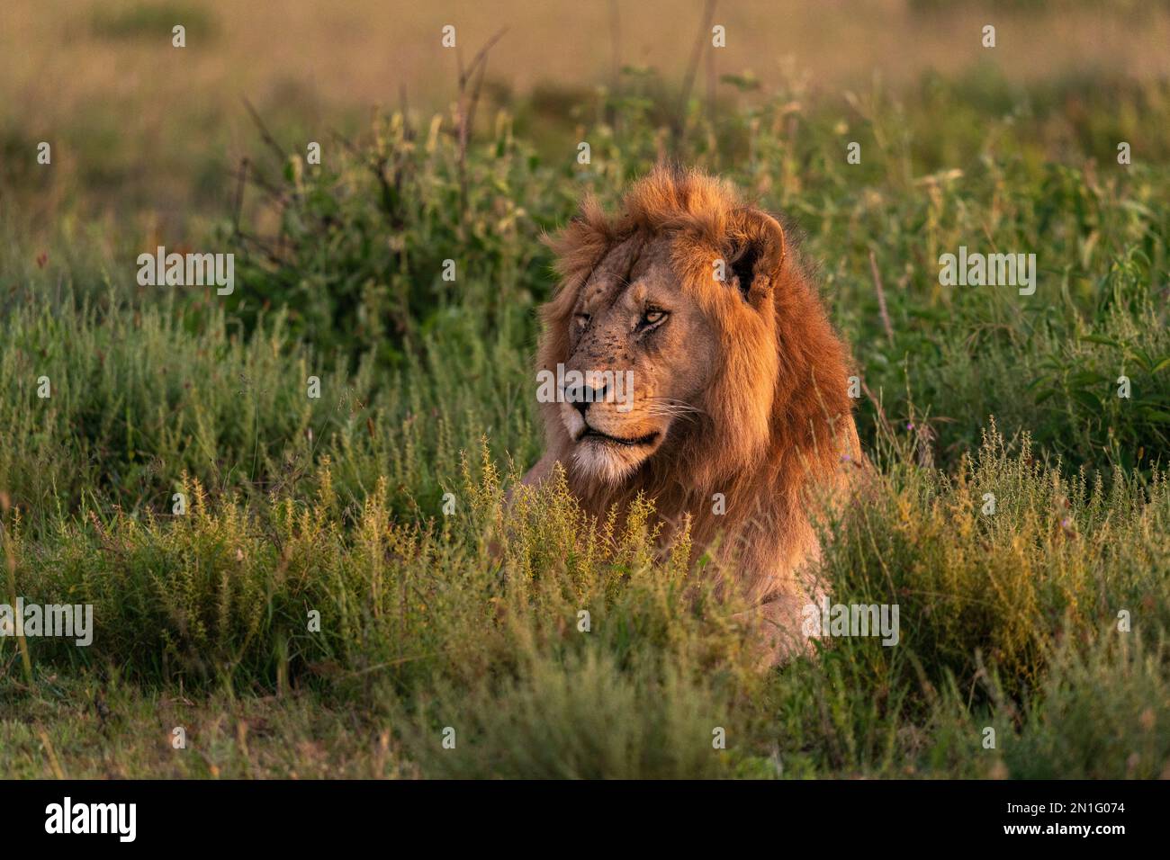 Lion (Panthera leo), Ndutu Conservation Area, Serengeti, Tansania, Ostafrika, Afrika Stockfoto