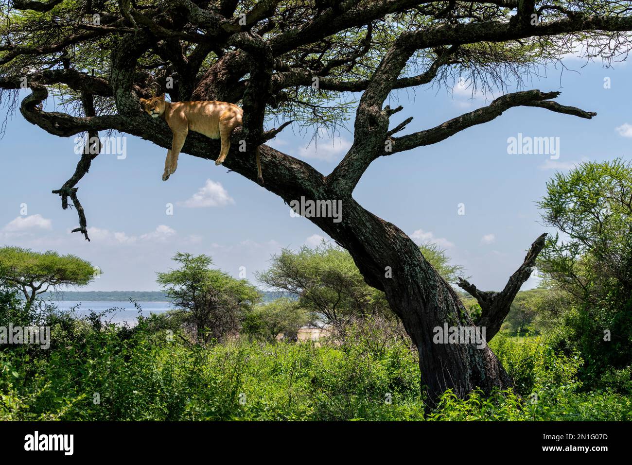 Löwe (Panthera leo) auf einem Baum, Ndutu-Schutzgebiet, Serengeti, Tansania, Ostafrika, Afrika Stockfoto