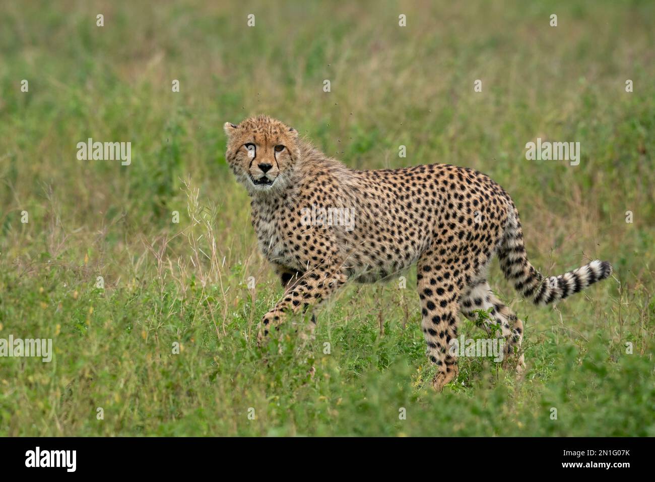 Cheetah (Acinonyx jubatus), Ndutu Conservation Area, Serengeti, Tansania, Ostafrika, Afrika Stockfoto