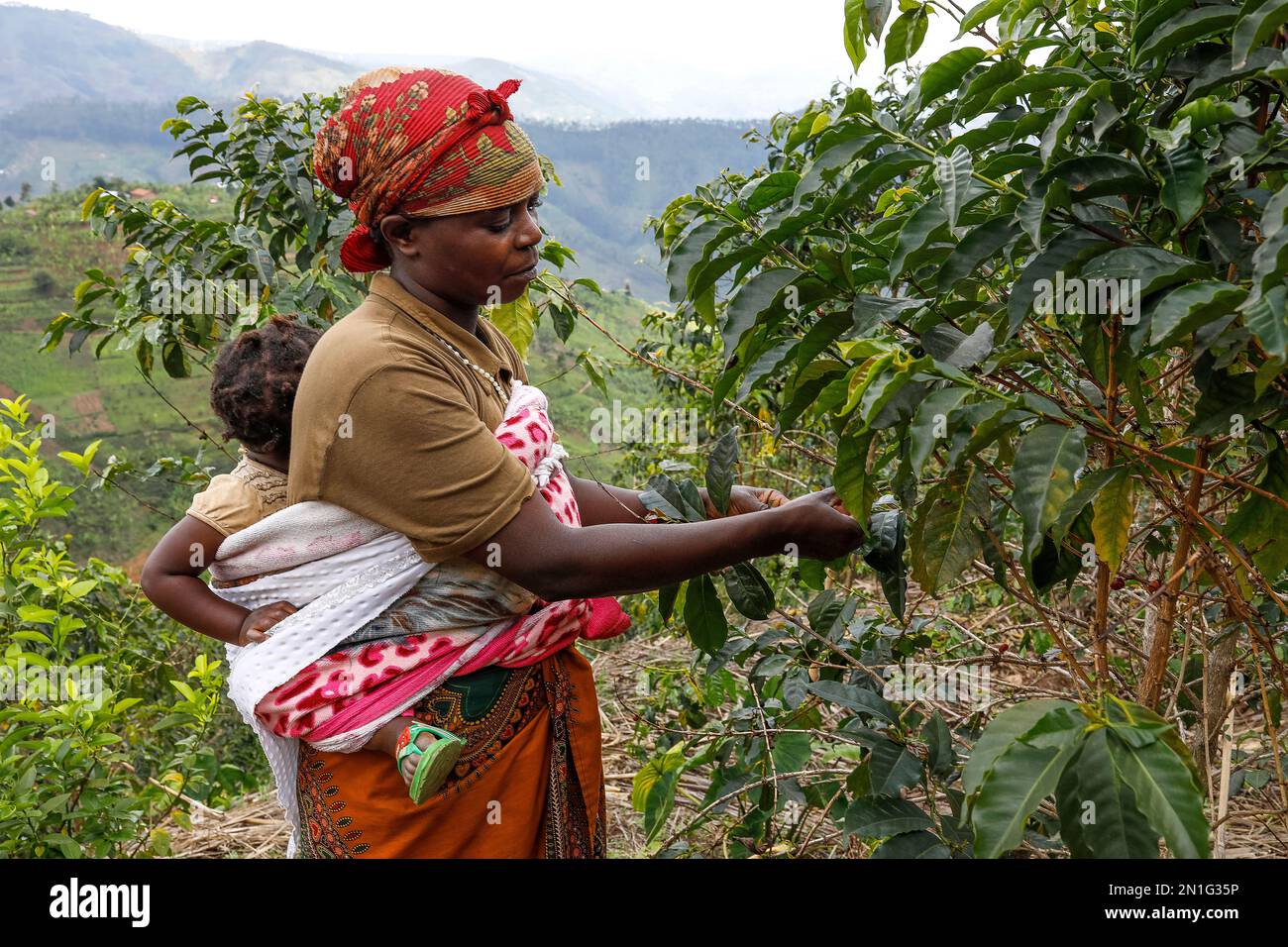 Mitglied der Abakundakawa Coffee Grower's Cooperative, die auf ihrer Plantage im Bezirk Gakenke, Ruanda, Afrika, Bäume pflegt Stockfoto