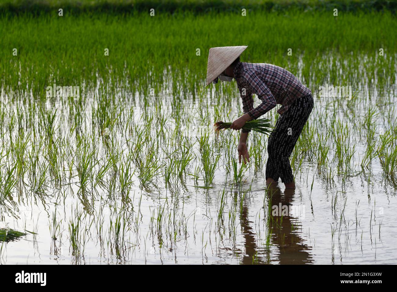 Silhouette einer asiatischen Frau, die Reiskeime auf einem Reisfeld anpflanzt, Landwirtschaft, Hoi an, Vietnam, Indochina, Südostasien, Asien Stockfoto