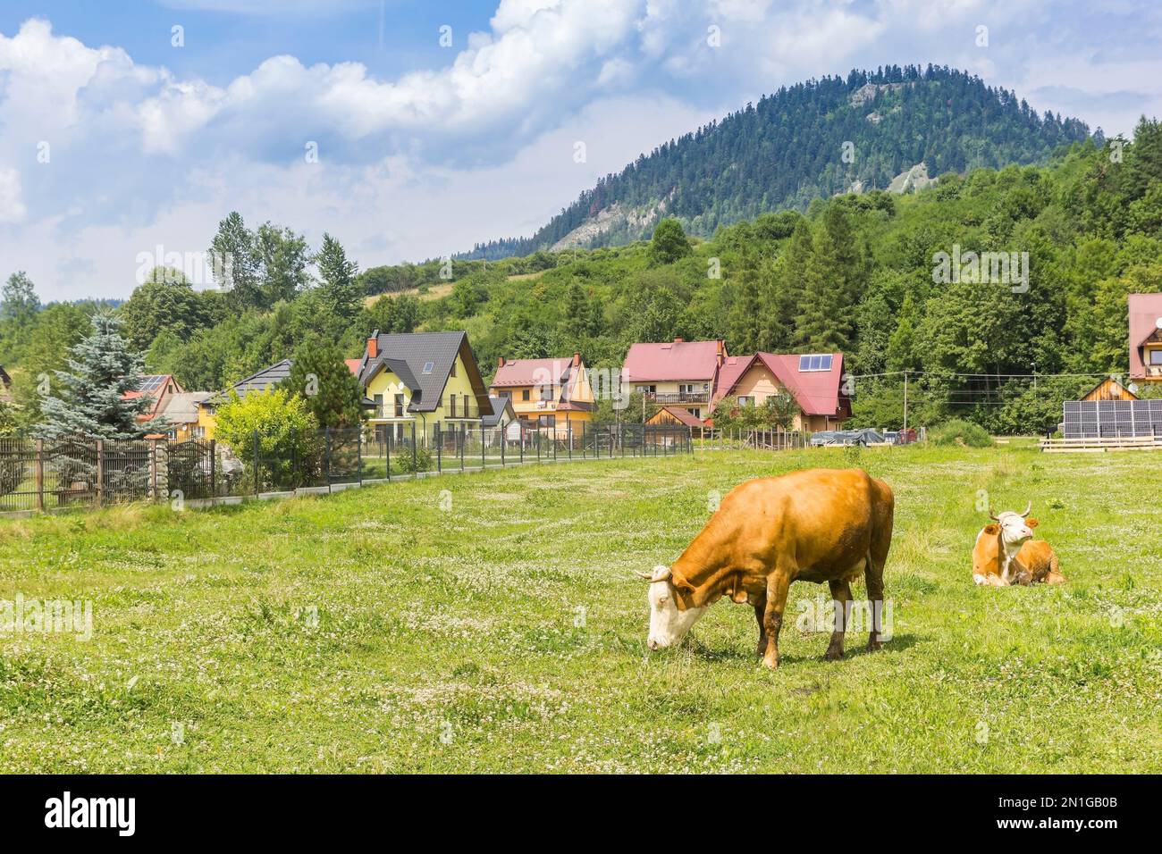 Die braune Kuh in den Karpaten in Cerveny Klastor, Slowakei Stockfoto