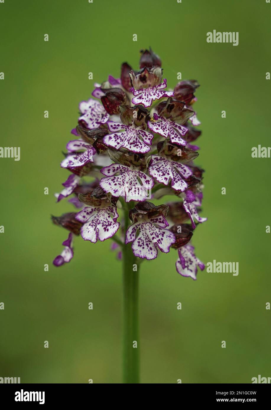 Lady Orchid, Orchis purpurea, wilde Orchidee, Bordeaux Region, Frankreich. Stockfoto