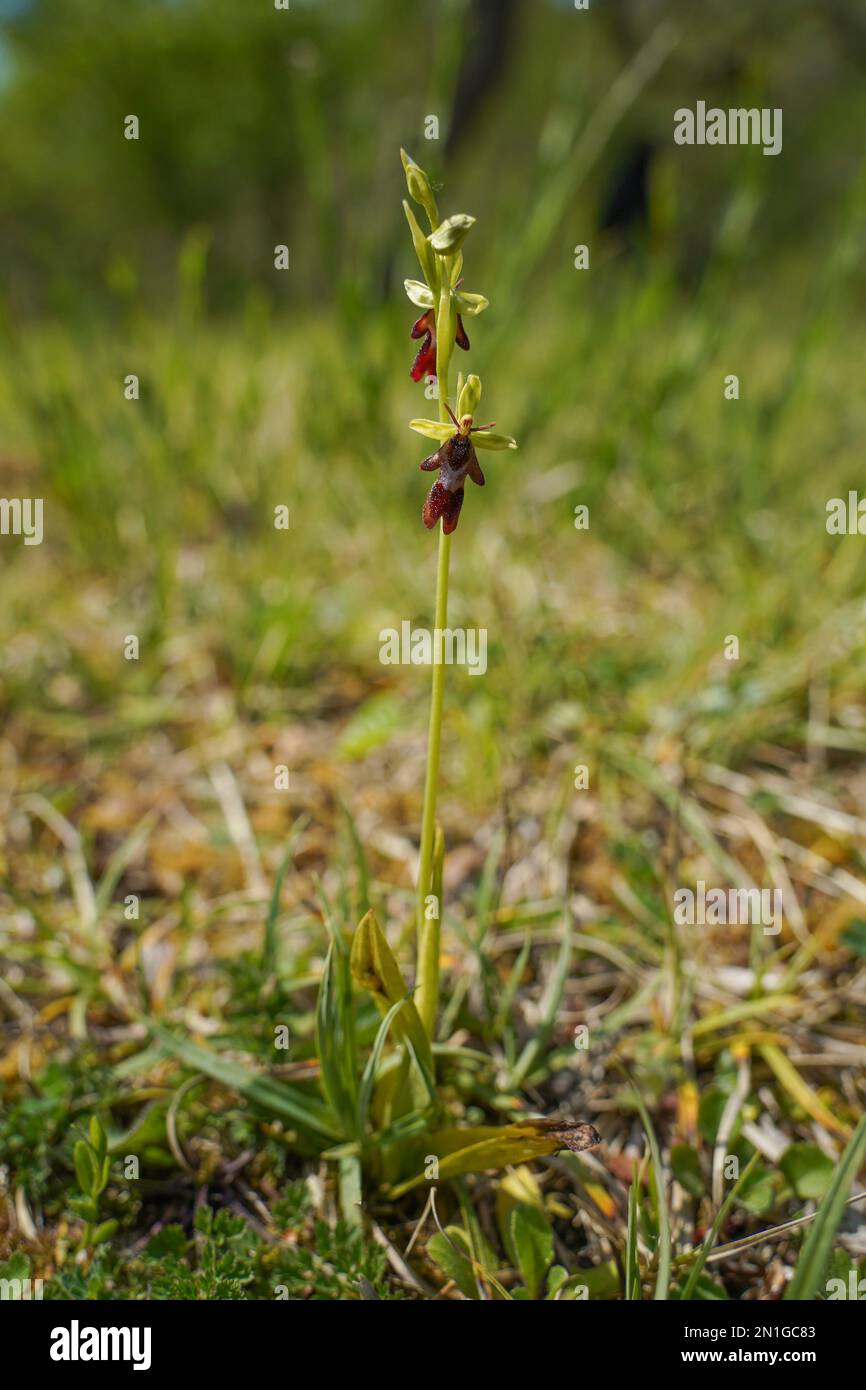 Ophrys insectifera, Fly Orchid, Region Bordeaux, Frankreich. Stockfoto