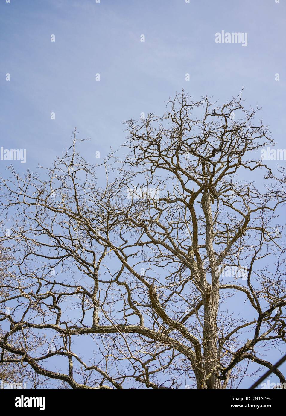 Baum im Winter, Äste ohne Blätter. Stockfoto