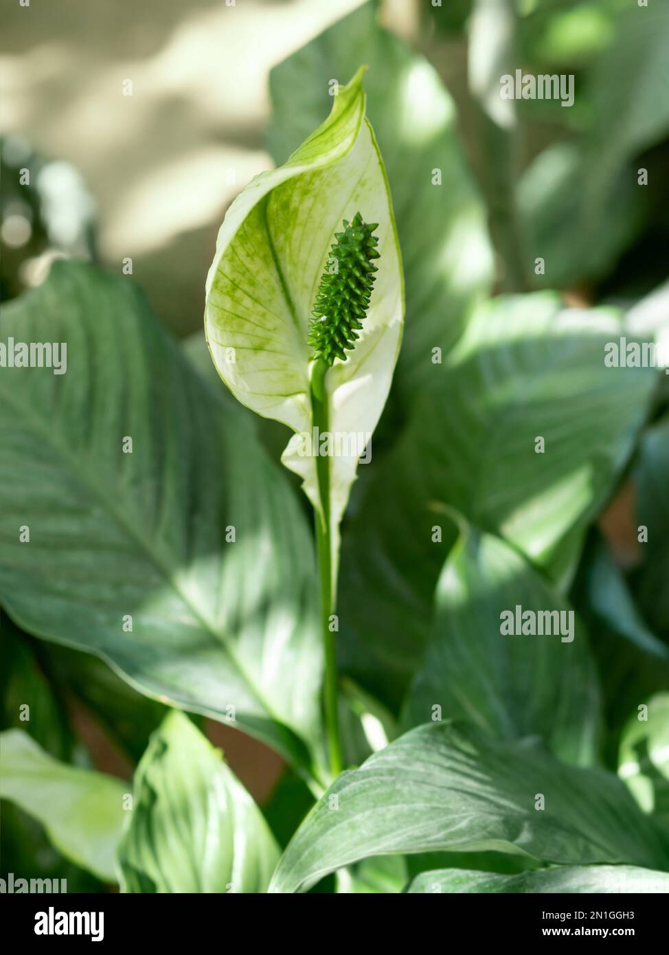 Weiße Blume von Spathiphyllum oder spath. Blühende Friedenslilie. Blühende Pflanzen wachsen in Gewächshäusern oder in von Sonnenlicht beleuchteten Häusern. Stockfoto