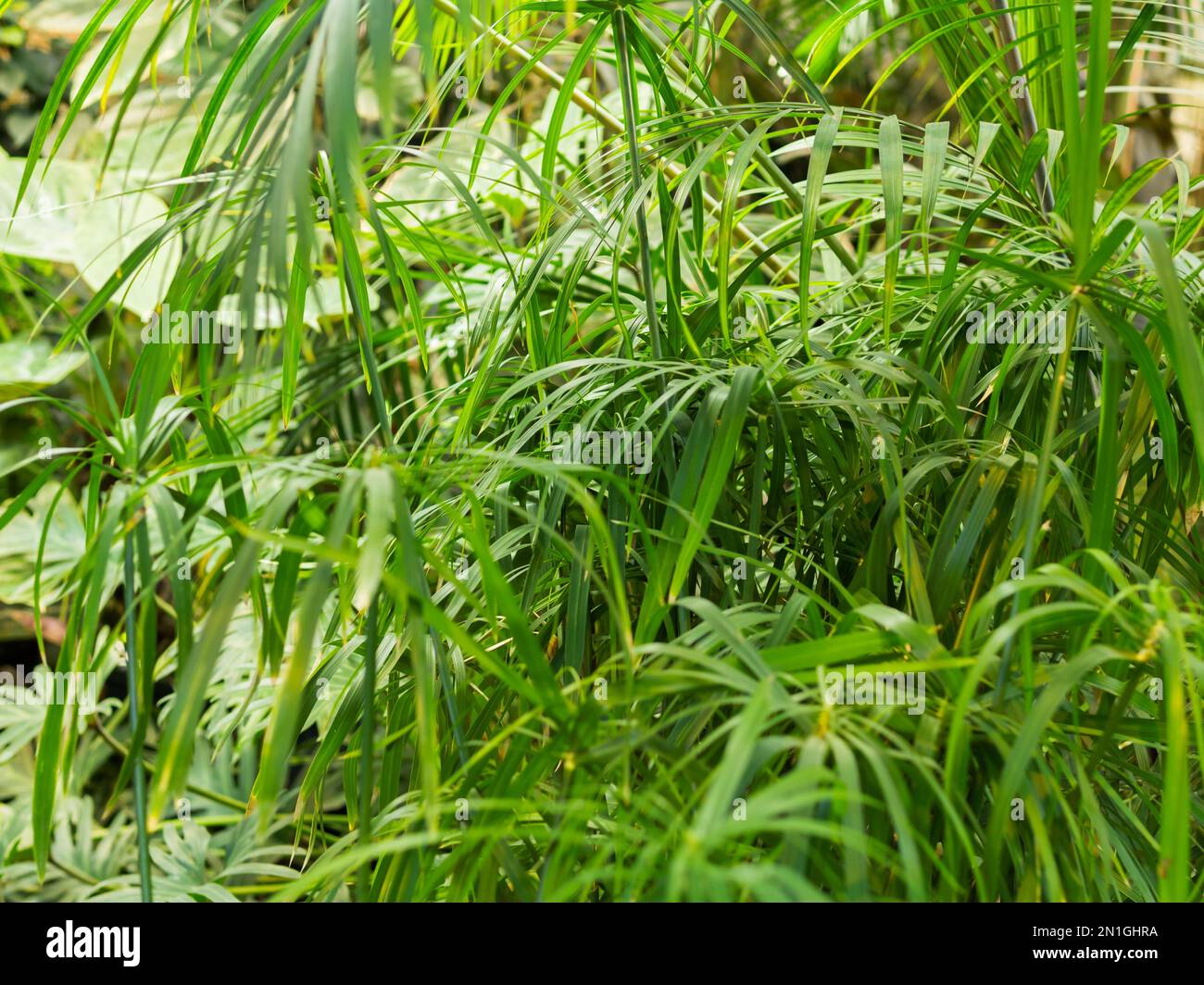 Vollgerahmtes Foto von Cyperus alternifolius, Schirmpapyrus, Schirmseide oder Schirmpalme. Grünes Laub einer grasähnlichen Pflanze. Stockfoto