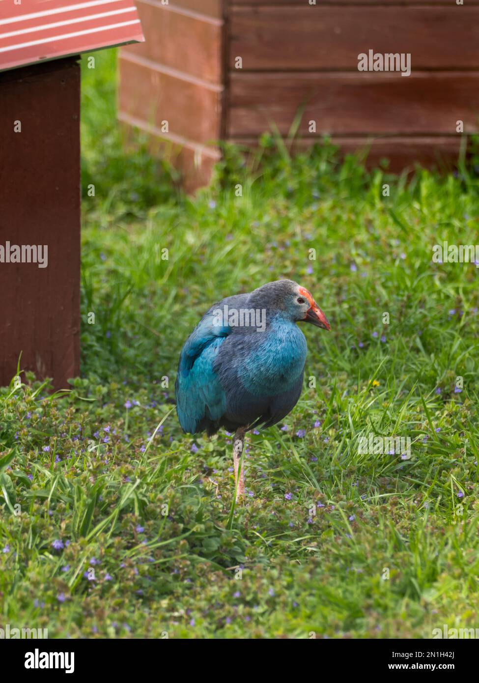 Ganzlängenporträt von Graukopfsumpfen oder Porphyrio poliocephalus im Gras. Farbenfrohe Vögel im Freien. Stockfoto