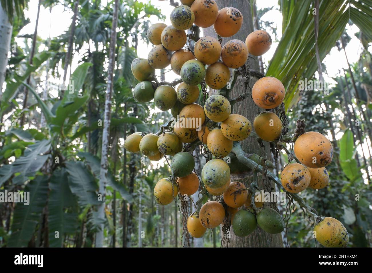 INDIEN, Karnataka, Mudbidri, Betelnuss oder Arekaknussplantation