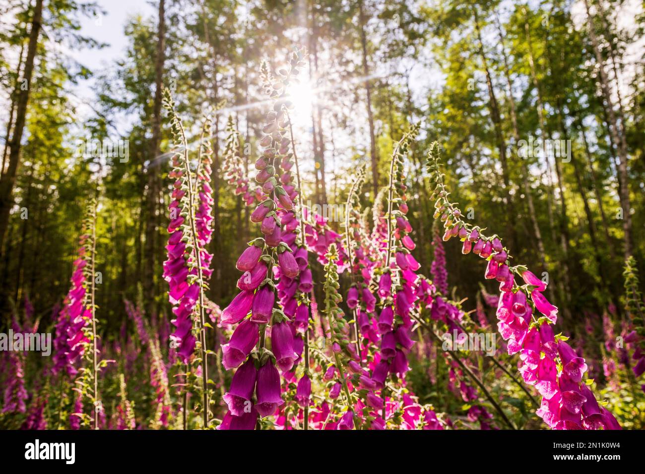 Fingerhut im Wald Stockfoto